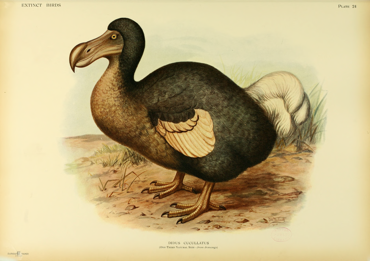 A dodo, the last of its kind